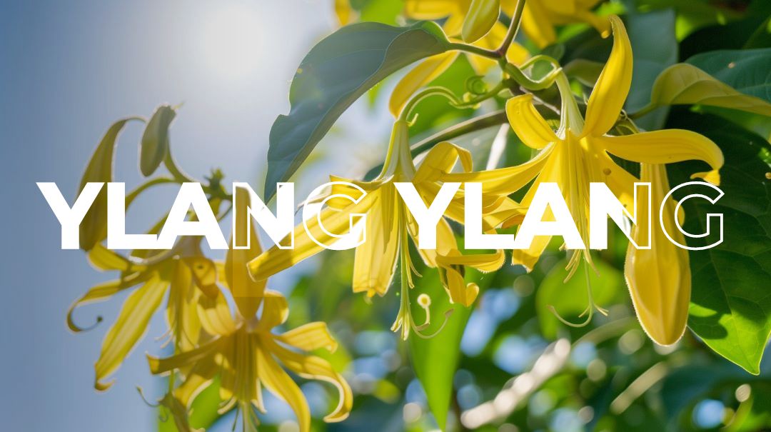 Ylang Ylang smell like